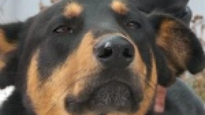 Акция "Ищу тебя хозяин"