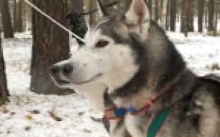 В городском парке тренируются хаски