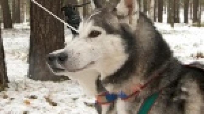 В городском парке тренируются хаски