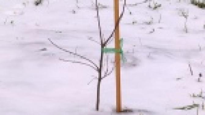 Первую проверку прошли