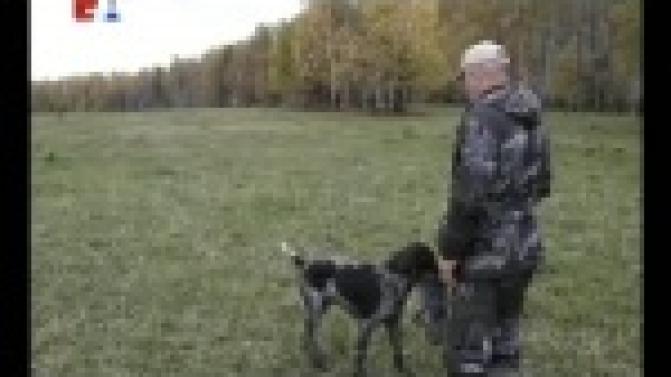 Первые в России комплексные соревнования охотничьих собак породы дратхаар прошли в Первоуральске