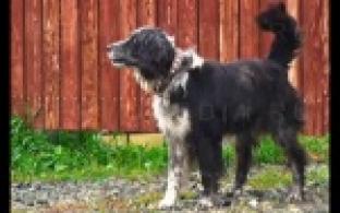 Массовую выездную вакцинацию животных от бешенства провели в Первоуральске.