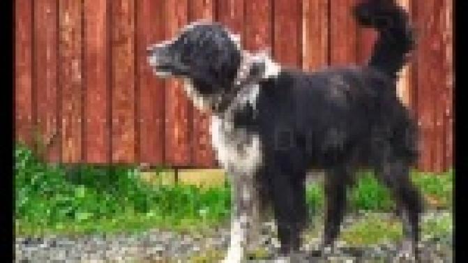 Массовую выездную вакцинацию животных от бешенства провели в Первоуральске.