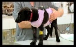 "Несъедобное" меню.