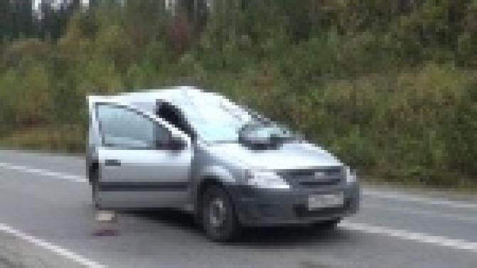 На одной из пригородных трасс Первоуральска легковой автомобиль столкнулся с выбежавшим на дорогу лосем