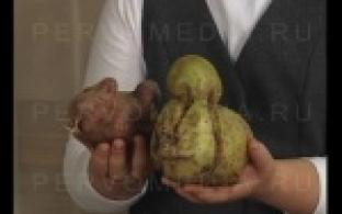 Утиные истории разыгрались на одном из приусадебных участков Первоуральска.