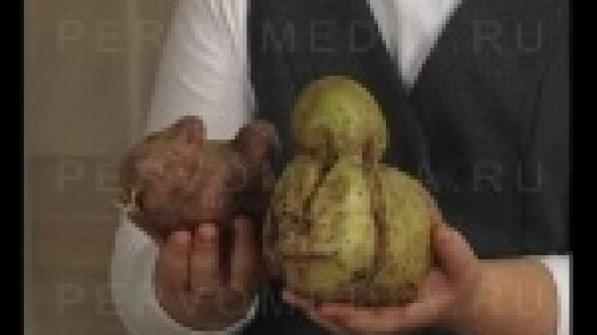 Утиные истории разыгрались на одном из приусадебных участков Первоуральска.