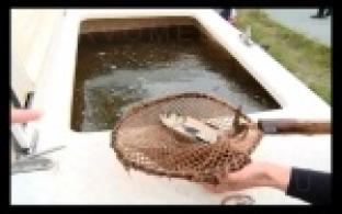 Поддержать экологический баланс в соседней Ревде решили с помощью рыбы.