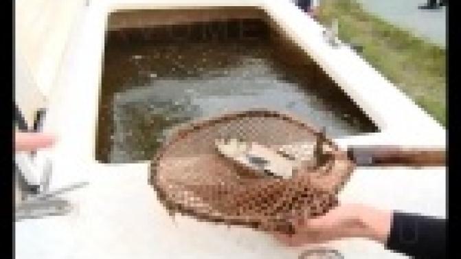 Поддержать экологический баланс в соседней Ревде решили с помощью рыбы.