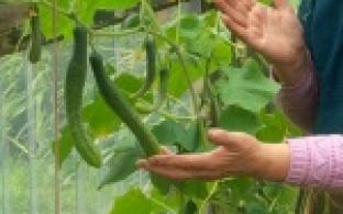 Огурцы-сосульки, свёкла-великан и картофель в форме эмбриона