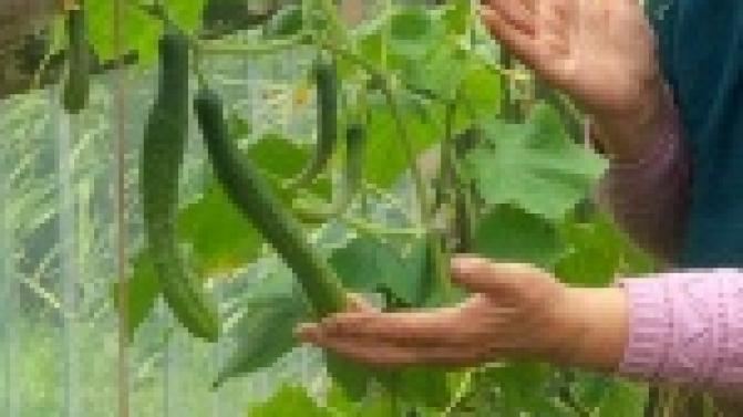 Огурцы-сосульки, свёкла-великан и картофель в форме эмбриона