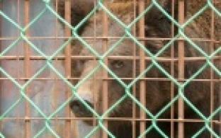 Московский цирк подарил первоуральскому зоопарку бурого медведя