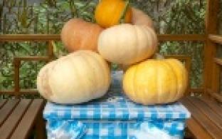 Тыква-великан выросла на грядке у одного первоуральца