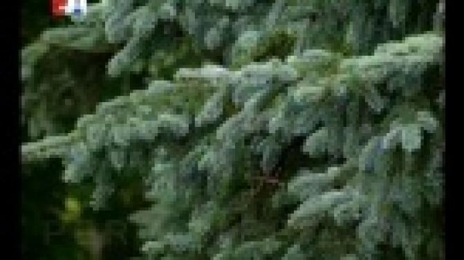 Реанимация для деревьев.