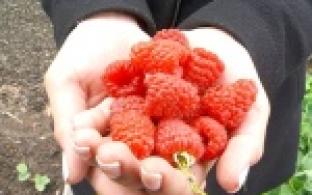 Птицы из дерева и растения всех цветов радуги