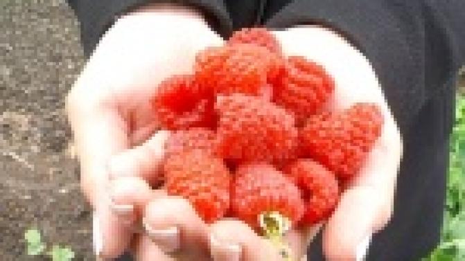 Птицы из дерева и растения всех цветов радуги