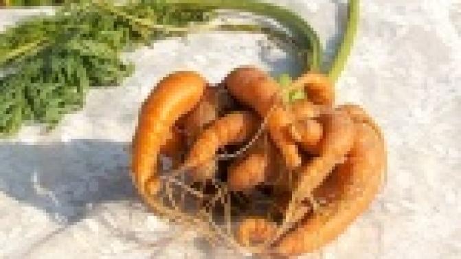 Сад мечты и чудо-урожай