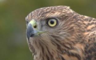 Незванный дикий гость