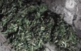 В одном из гаражных боксов Первоуральска полицейские обнаружили более 11 килограммов марихуаны