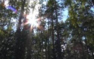 Довольно теплое лето грибникам приносит богатый урожай, а спасателям - немалые трудности