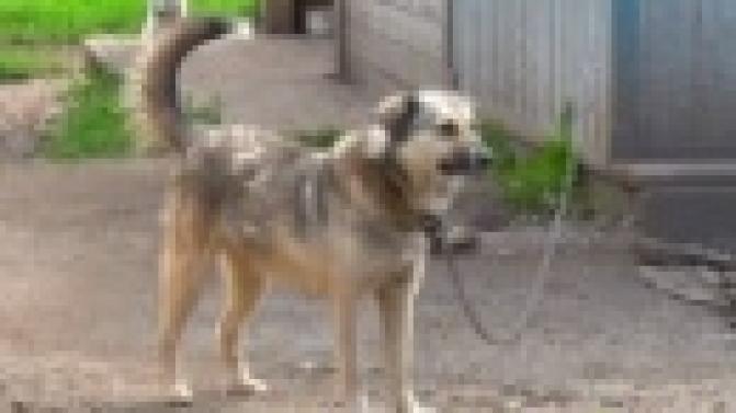 Пушистые и короткошерстные, рыжие и пятнистые