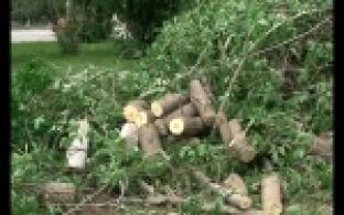 В Первоуральске косят траву, подрезают деревья и ремонтируют фасады домов