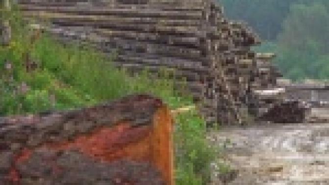 Десятилетнего мальчика раздавило брёвнами. Он погиб на глазах своего друга