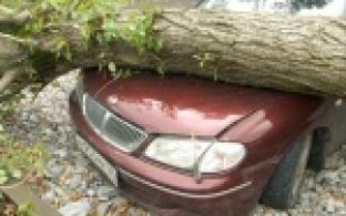 Погодные условия или несвоевременное кронирование