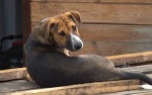 В первоуральском приюте много собак и кошек, которым необходим дом и любовь человека