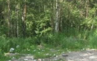 Новорожденного ребенка, найденного в конце июня в лесу, хотят удочерить сотни екатеринбуржцев