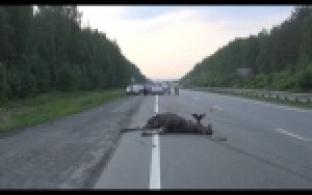 Сбил лося насмерть и сам погиб на месте ДТП