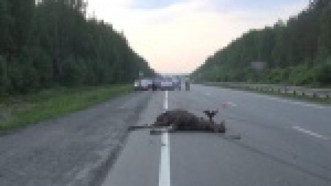 Сбил лося насмерть и сам погиб на месте ДТП