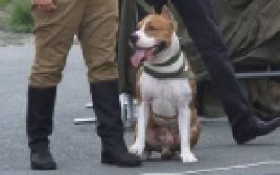 Четвероногие связисты, санитары, минёры и камикадзе