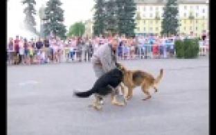 Четвероногие помощники.