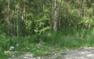 Сильный ангел хранитель. Так можно сказать о девочке, которую нашли сегодня в лесу