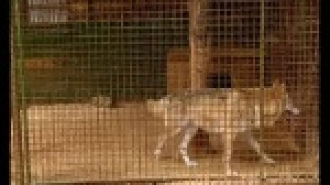 Новое жилье для братьев меньших.