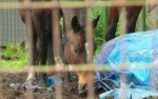 В Первоуральском зоопарке начали готовиться к областной проверке