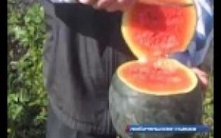 Арбузы и грецкие орехи в обычном огороде предлагает посадить пенсионер из Богдановича