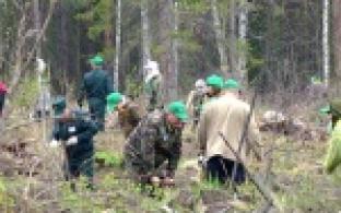 Несколько десятков тысяч деревьев высадили в Билимбаевском лесничестве участники акции "Всероссийский день посадки леса"