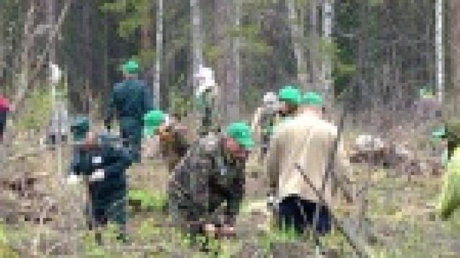 Несколько десятков тысяч деревьев высадили в Билимбаевском лесничестве участники акции "Всероссийский день посадки леса"