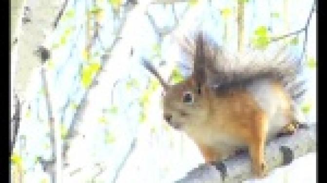 В одном из дворов Первоуральска сегодня ловили белку