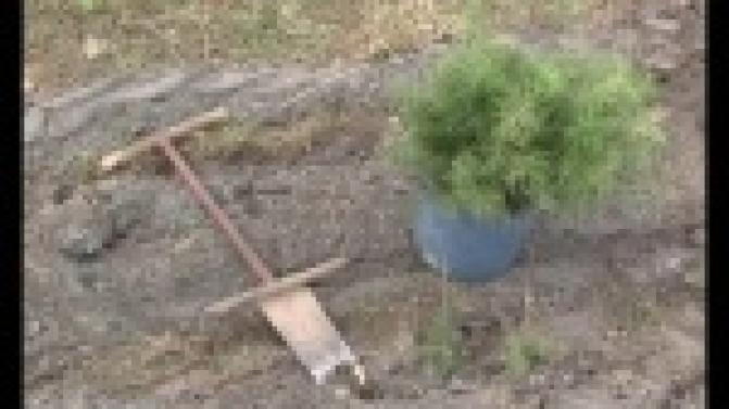 Деревья как символ жизни.