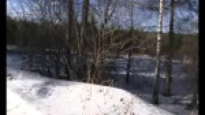 Лес в районе птицефабрики в большой опасности