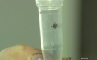 Весна идёт - клещи не дремлют!