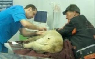 Волонтеры общества защиты животных спасли от гибели искалеченую собаку.