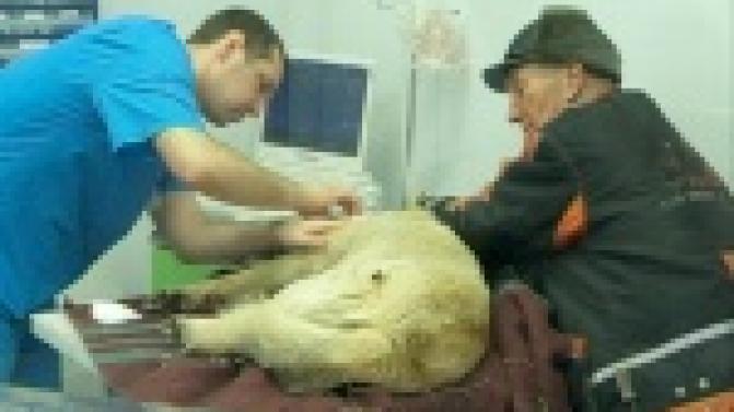 Волонтеры общества защиты животных спасли от гибели искалеченую собаку.