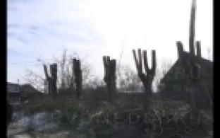 В Первоуральске кронируют деревья