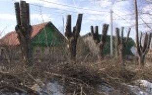 В Первоуральске деревья будут одной высоты, а кусты одной формы.