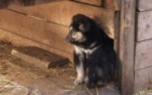 Обрели временный кров и имена.