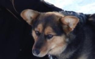 Пушистые и гладкошерстные, крохотные и побольше, светлые и темные...